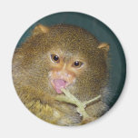 pygmymarmoset10x10 refrigerator magnet