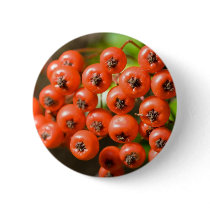 Pyracantha buttons