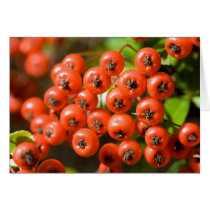 Pyracantha cards