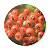 Pyracantha magnets