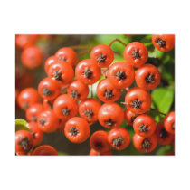 Pyracantha postcards by AryadnaDesign Pyracantha postcards