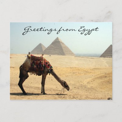 pyramid camel greetings post card