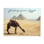 pyramid camel greetings postcards