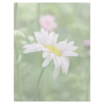 Pyrethrum Daisies -  Tanacetum coccineum Custom Letterhead