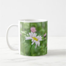 Pyrethrum Daisies -  Tanacetum coccineum Mugs