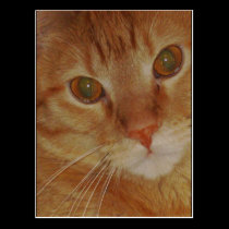 Pyro Kitty Postcard postcards