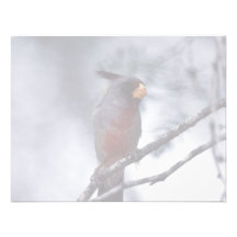 Pyrrhuloxia Announcements