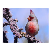Pyrrhuloxia Desert Cardinal Postcards