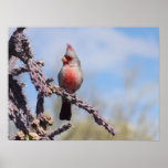 Pyrrhuloxia Desert Cardinal Poster
