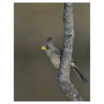 Pyrrhuloxia flyers by animalpark Pyrrhuloxia flyers