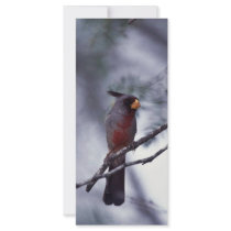 Pyrrhuloxia Custom Rack Card