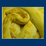 Python molurus bivittatus postcards