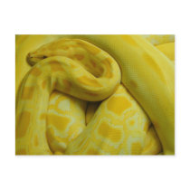 Python molurus bivittatus postcards by EMangl Python molurus bivittatus postcards