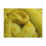 Python molurus bivittatus post card