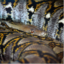 Python photo cut out