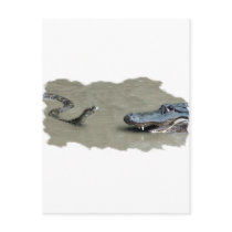 Python vs Alligator Postcards