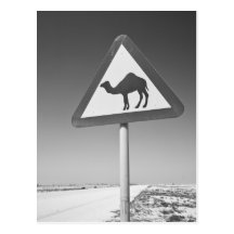 Qatar, Al Zubarah. Camel Crossing Sign-Road to Post Card