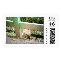 Qati postage