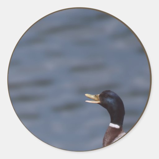 Quack up stickers