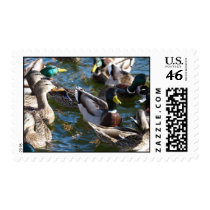 Quacking Hello Postage Stamps