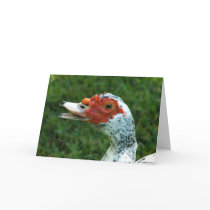 Quackity Quack Don't Talk Back cards