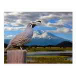 QUAIL AND MT SHASTA POSTCARD