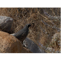 Quail Bird In The Desert photo sculptures by lifesphere Quail Bird In The Desert photo sculptures