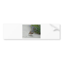 quail bumper stickers
