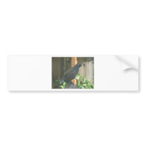 quail bumper sticker
