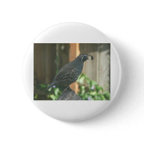 quail pin