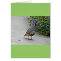 quail greeting card