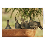 Quail Chicks Card