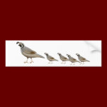 Quail Family Bumper Sticker bumper stickers