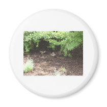 Quail, fighting magnets