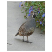quail flyer design
