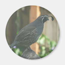 quail fridge magnet