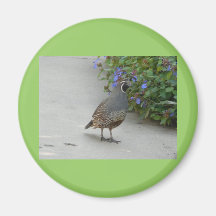 quail fridge magnets