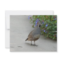 quail personalized announcements