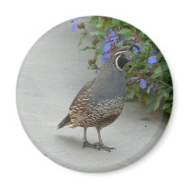 quail fridge magnet
