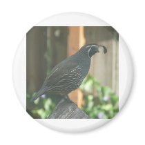 quail magnets