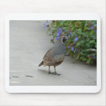 quail usepads
