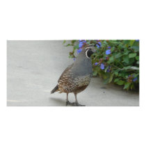 quail picture card