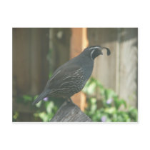 quail postcard