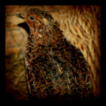 Quail posters