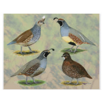 Quail Quartet flyers by diane_jacky Quail Quartet flyers
