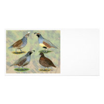 Quail Quartet photo cards by diane_jacky Quail Quartet photo cards