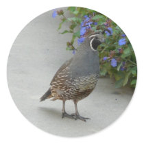 quail sticker
