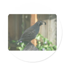 quail round stickers