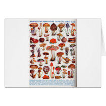 Quaint and Curious Toadstools Greeting Cards