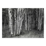 Quakeing Aspens